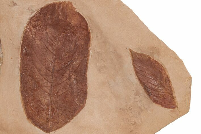 Two Red Fossil Leaves (Aesculus & Fraxinus) - Montana #212445